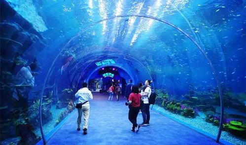 海洋最新爆料消息视频播放,揭秘神秘水下世界奇观  第2张